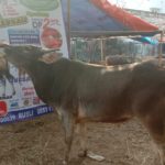 SAPI QURBAN 2019 No Sapi : 50