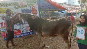 SAPI QURBAN 2019 No Sapi : 50