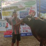 SAPI QURBAN 2019 No Sapi : 51