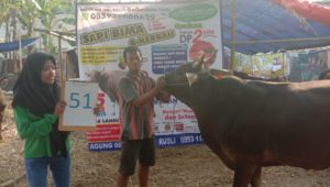 SAPI QURBAN 2019 No Sapi : 51