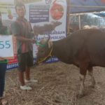 SAPI QURBAN 2019 No Sapi : 55