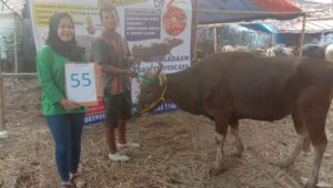 SAPI QURBAN 2019 No Sapi : 55