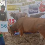 SAPI QURBAN 2019 No Sapi : 56