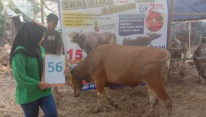 SAPI QURBAN 2019 No Sapi : 56