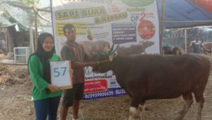 SAPI QURBAN 2019 No Sapi : 57