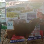 SAPI QURBAN 2019 No Sapi : 58