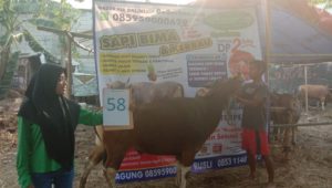 SAPI QURBAN 2019 No Sapi : 58