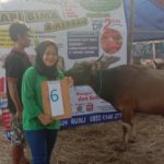 SAPI QURBAN 2019 No Sapi : 6