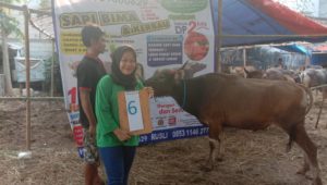 SAPI QURBAN 2019 No Sapi : 6