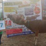 SAPI QURBAN 2019 No Sapi : 7