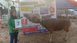 SAPI QURBAN 2019 No Sapi : 7