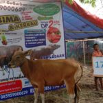 SAPI QURBAN 2019 No Sapi : 17