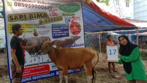 SAPI QURBAN 2019 No Sapi : 17