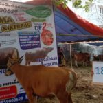 SAPI QURBAN 2019 No Sapi : 18