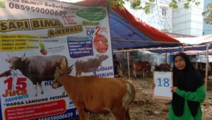 SAPI QURBAN 2019 No Sapi : 18