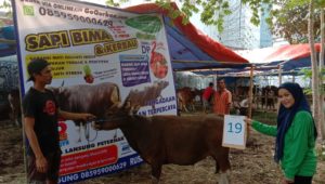 SAPI QURBAN 2019 No Sapi : 19