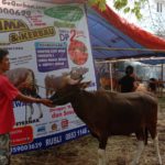 SAPI QURBAN 2019 No Sapi : 20