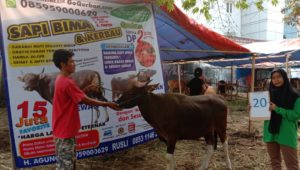 SAPI QURBAN 2019 No Sapi : 20