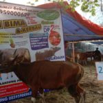 SAPI QURBAN 2019 No Sapi : 21