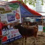 SAPI QURBAN 2019 No Sapi : 22