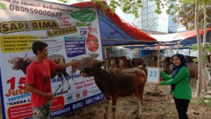 SAPI QURBAN 2019 No Sapi : 22