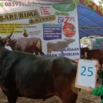 SAPI QURBAN 2019 No Sapi : 25