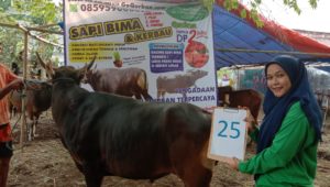 SAPI QURBAN 2019 No Sapi : 25