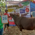 SAPI QURBAN 2019 No Sapi : 26