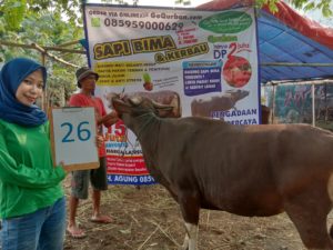 SAPI QURBAN 2019 No Sapi : 26