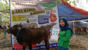 SAPI QURBAN 2019 No Sapi : 27