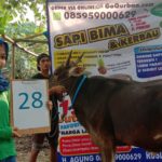 SAPI QURBAN 2019 No Sapi : 28