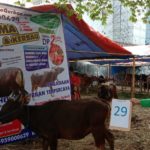 SAPI QURBAN 2019 No Sapi : 29