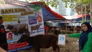 SAPI QURBAN 2019 No Sapi : 29