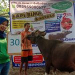 SAPI QURBAN 2019 No Sapi : 30