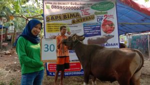 SAPI QURBAN 2019 No Sapi : 30