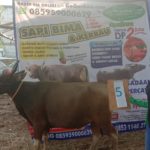 SAPI QURBAN 2019 No Sapi : 05