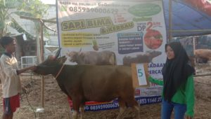 SAPI QURBAN 2019 No Sapi : 05