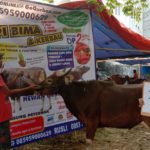 SAPI QURBAN 2019 No Sapi : 10