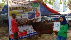 SAPI QURBAN 2019 No Sapi : 10