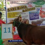 SAPI QURBAN 2019 No Sapi : 11