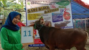 SAPI QURBAN 2019 No Sapi : 11