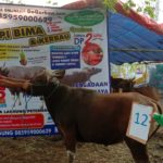 SAPI QURBAN 2019 No Sapi : 12