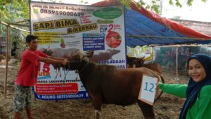 SAPI QURBAN 2019 No Sapi : 12