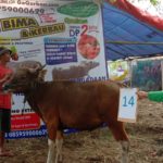 SAPI QURBAN 2019 No Sapi : 14