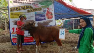 SAPI QURBAN 2019 No Sapi : 14