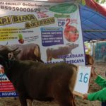 SAPI QURBAN 2019 No Sapi : 16