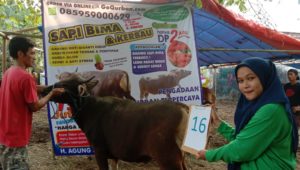 SAPI QURBAN 2019 No Sapi : 16