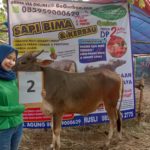 SAPI QURBAN 2019 No Sapi : 2