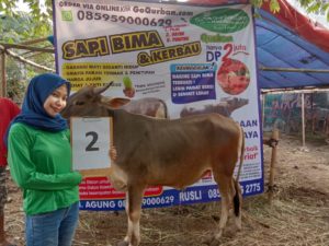 SAPI QURBAN 2019 No Sapi : 2