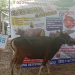 SAPI QURBAN 2019 No Sapi : 38